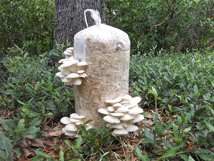 funghi coltivazione
