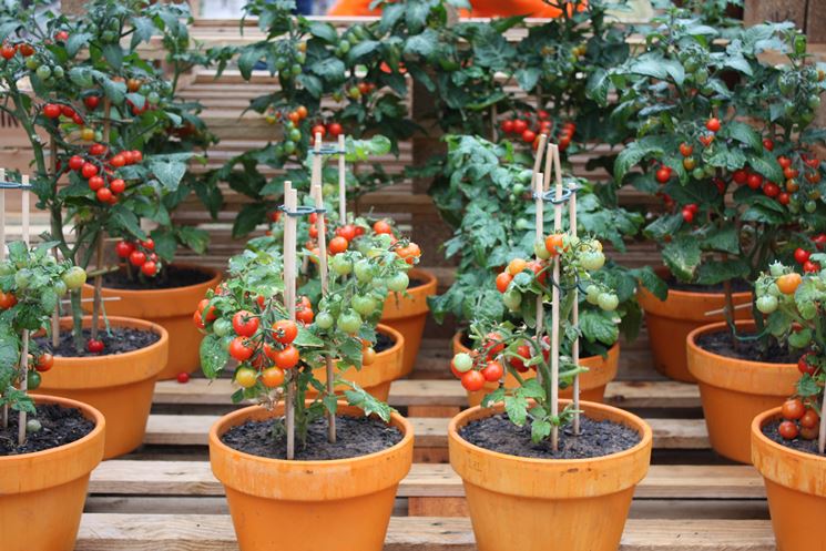 Come coltivare pomodori - sul balcone - Coltivazione pomodoro