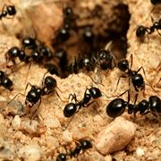 L'accesso di un formicaio