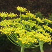 Fiori di finocchietto selvatico