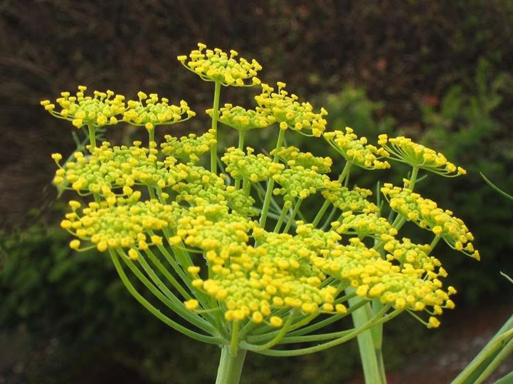 Fiori di finocchietto selvatico