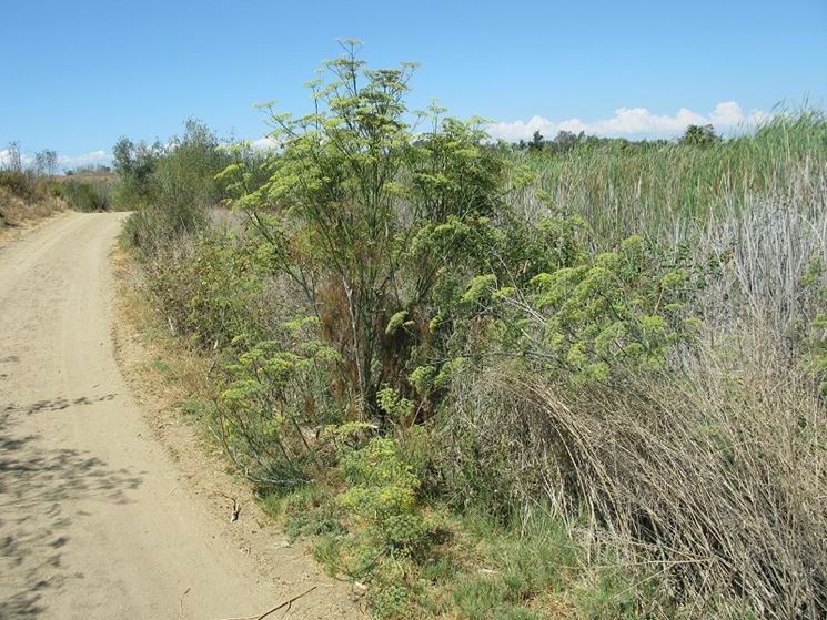 Finocchio selvatico lungo una strada