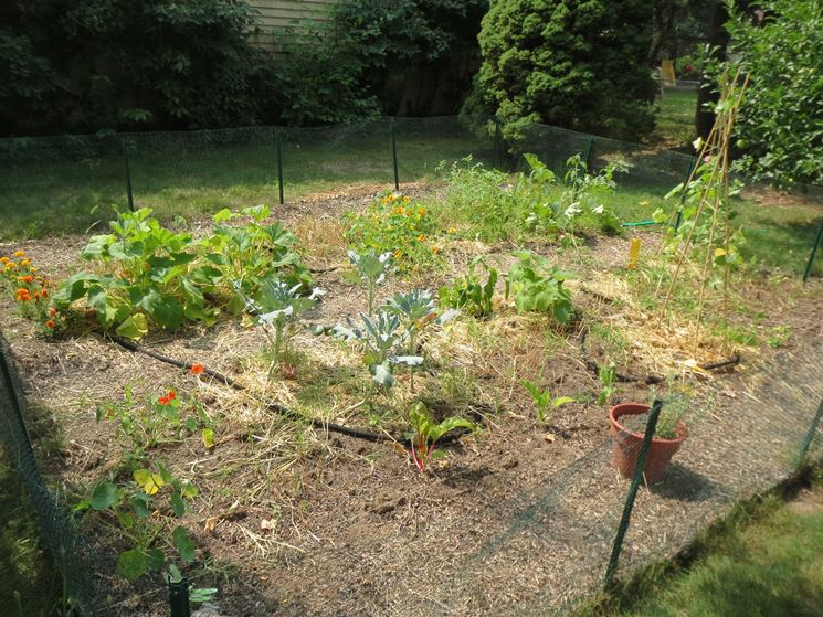 Orto a settembre in giardino