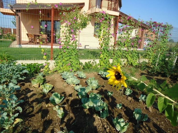 Orto in giardino a settembre