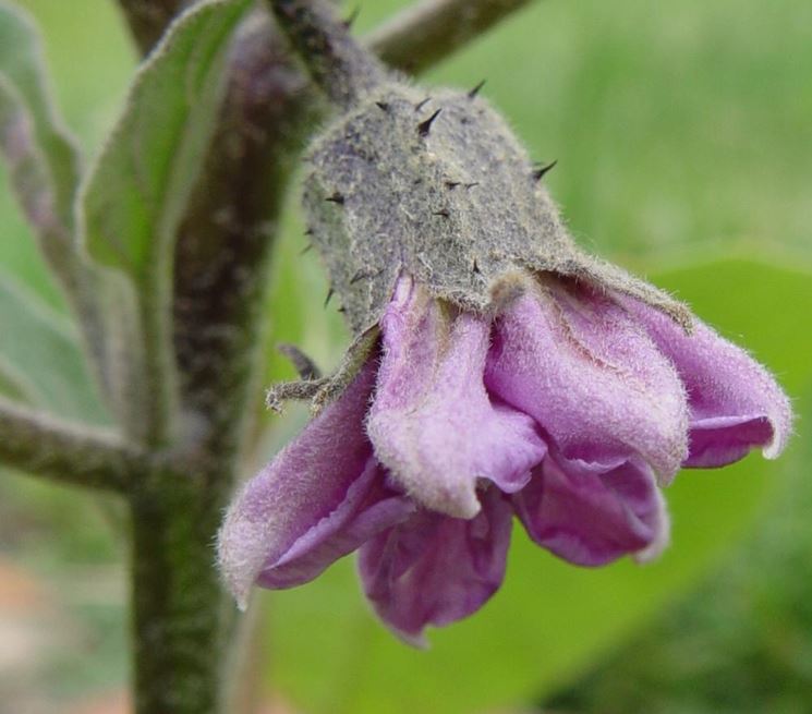 Fiore di melanzana