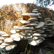 Coltivazione di funghi