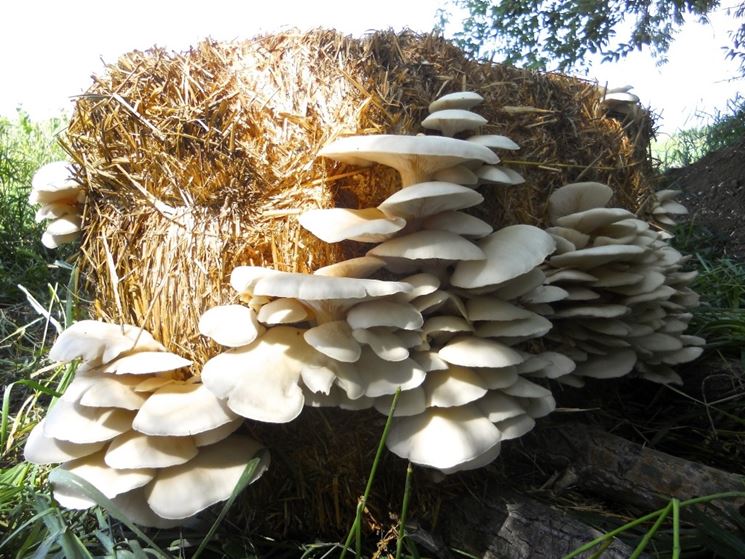 Coltivazione di funghi