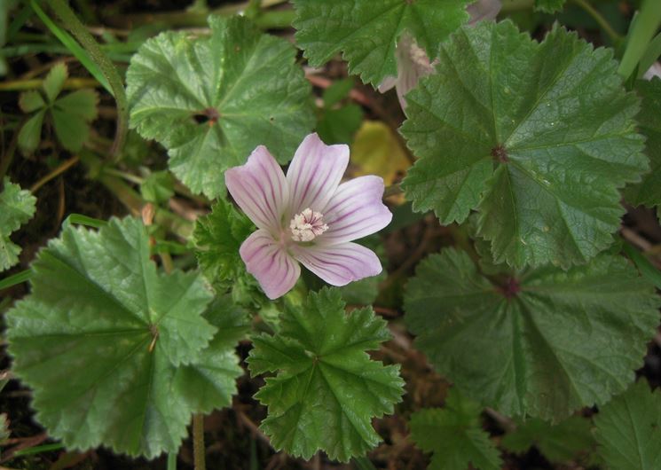 Malva con fiore