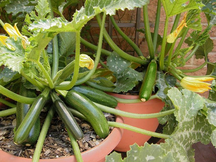 Zucchine coltivazione