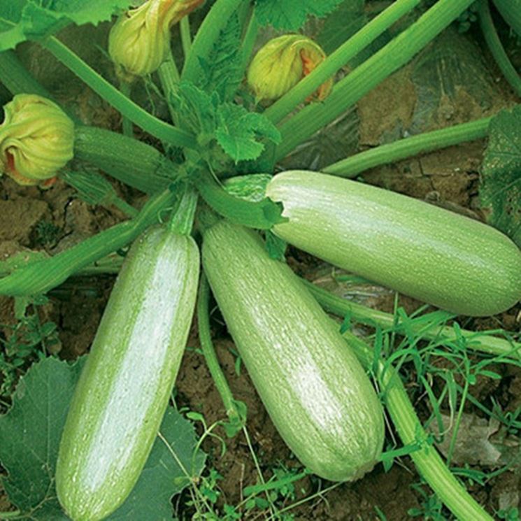 Pianta zucchina