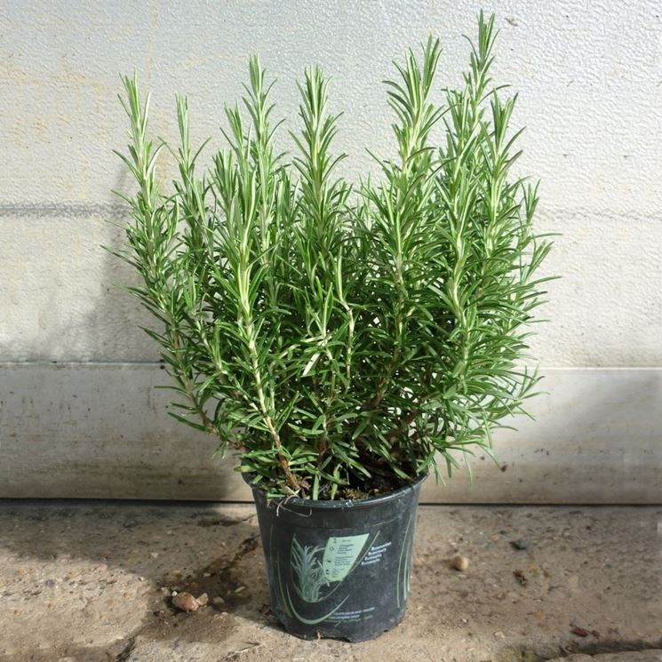 Rosmarino coltivazione orto sul balcone coltivare piante aromatiche Basilico coltivazione in vaso