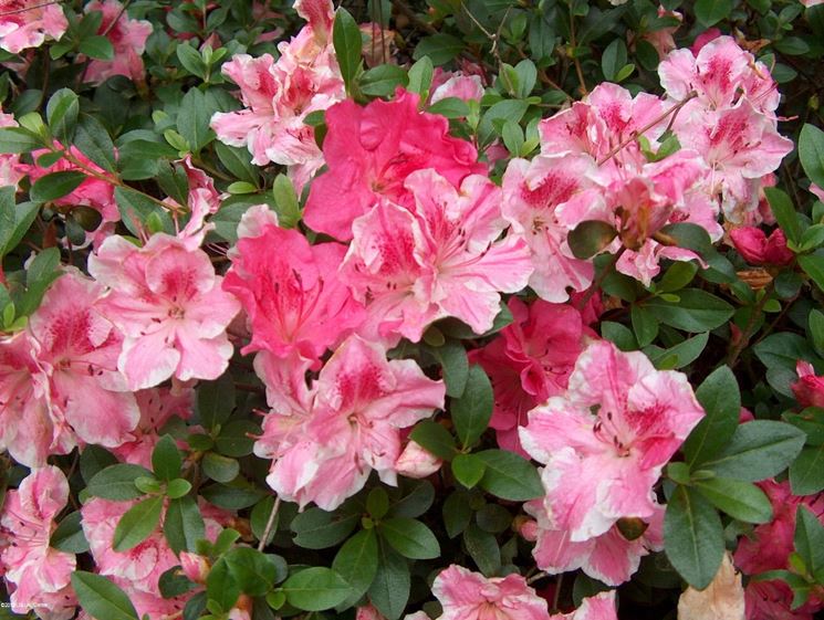 Variet di azalea