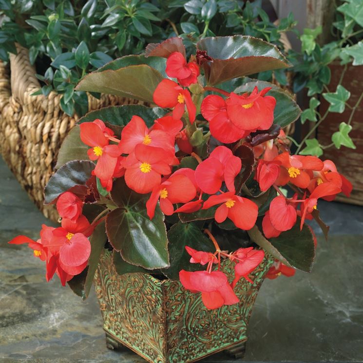 Pianta di begonia rossa