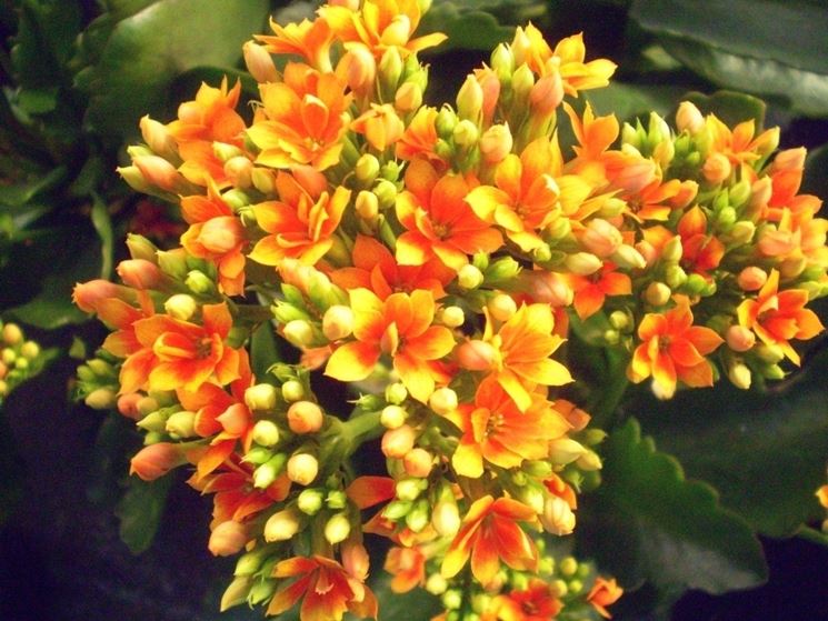 Fiori calancola