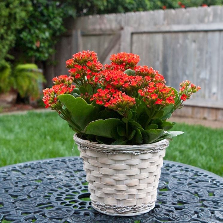 Vaso kalanchoe