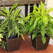 Variet di dracena