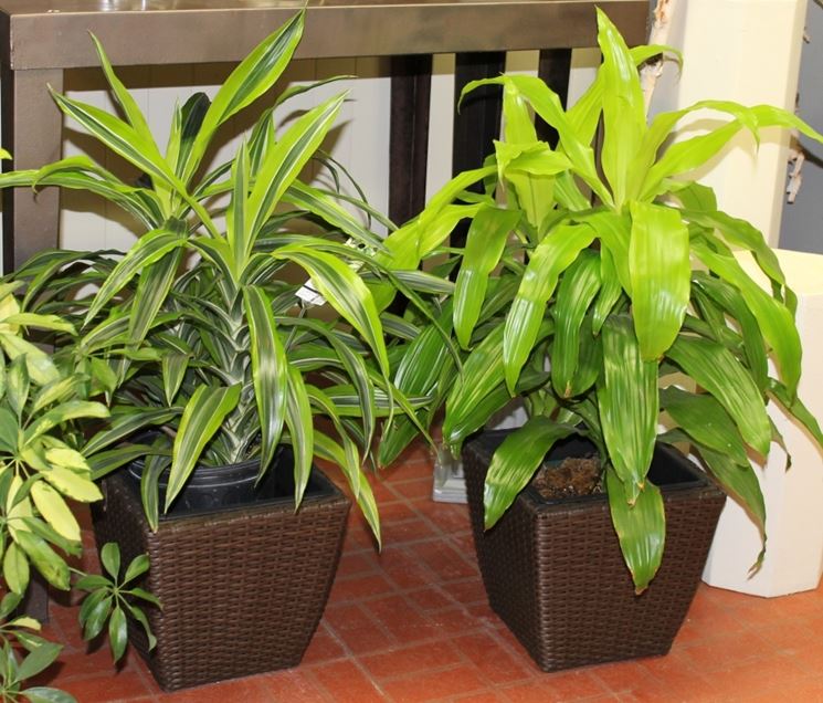 Variet di dracena