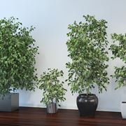 Ficus benjamina