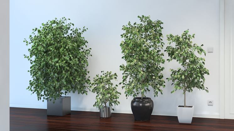 Ficus benjamina