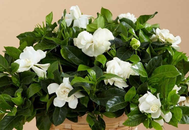 Pianta di gardenia