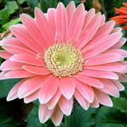 Variet di gerbera