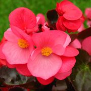 Fiori rosa di Begonia