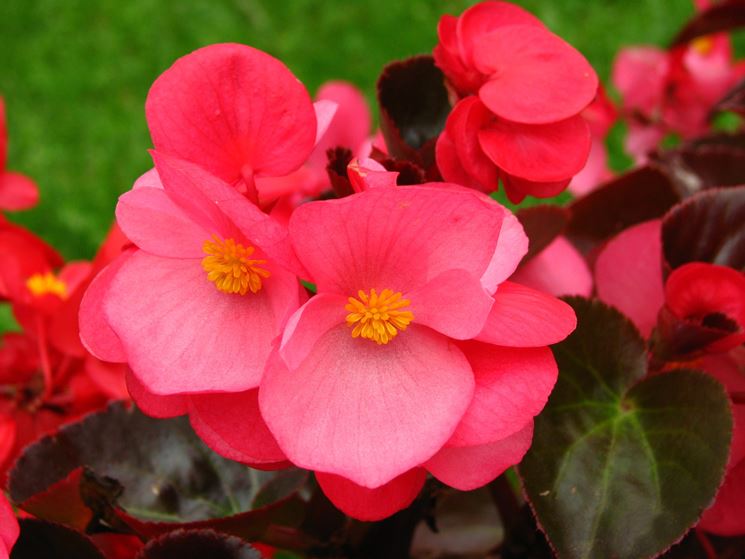 Fiori rosa di Begonia