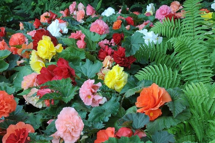 Fiori colorati di Begonia