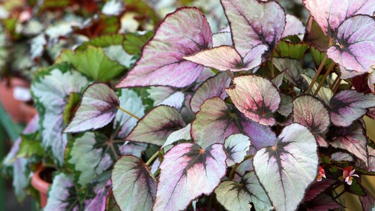 Foglie begonia