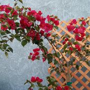 Bouganvillea balcone