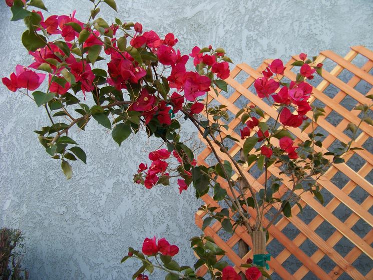 Bouganvillea balcone