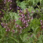 Particolare del fiore della salvia officinalis