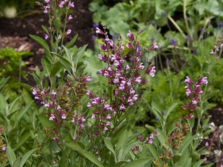 Particolare del fiore della salvia officinalis