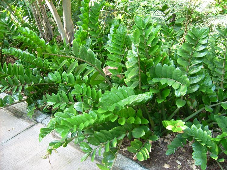 Piante di zamioculcas