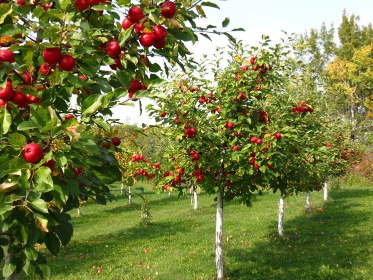 alberi di melo