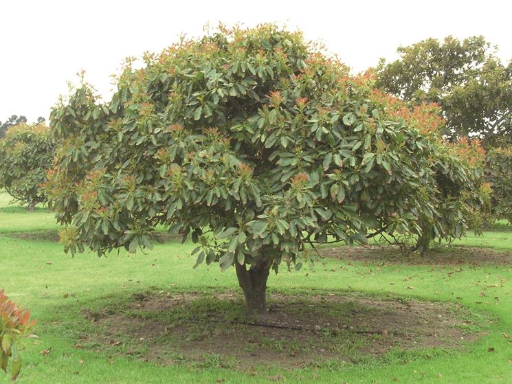 Albero avocado