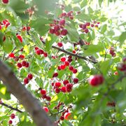 frutti ciliegio