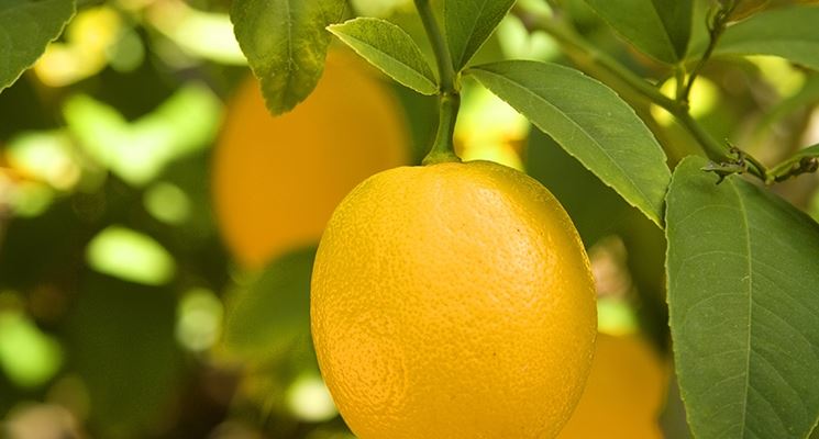 Pianta di limone con fiore e frutto