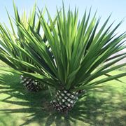 Agave sisalana