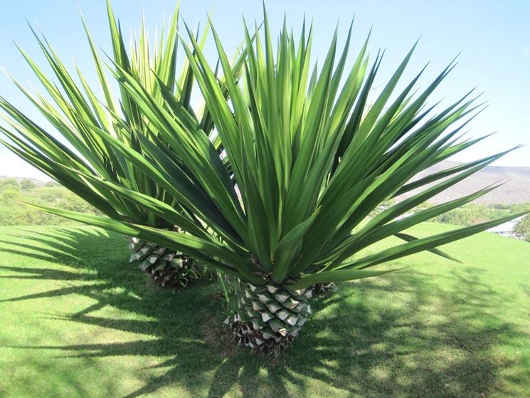 Agave sisalana