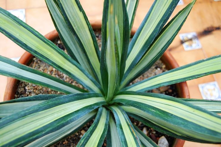 Agave vaso