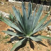 Agave americana