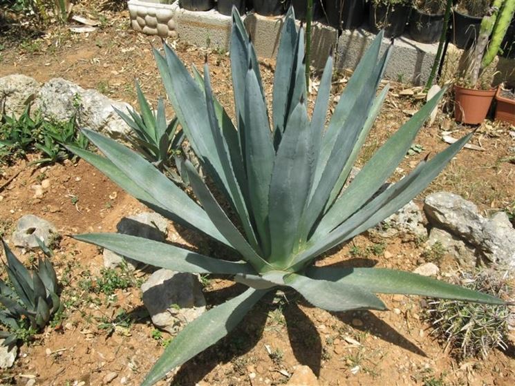 Agave americana