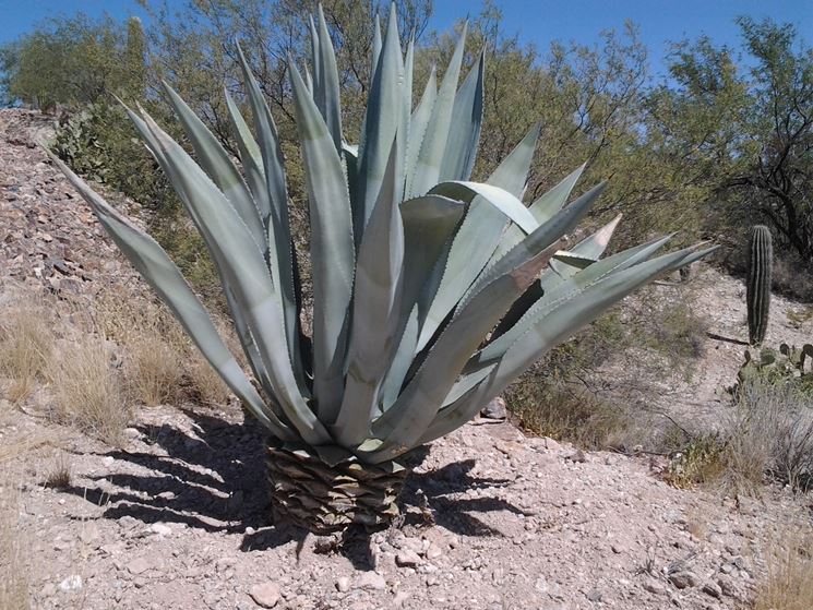 pianta Agave americana