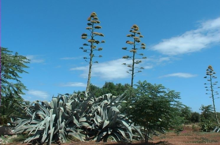 Agavi in natura