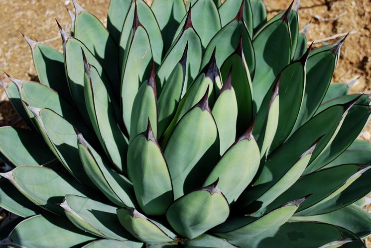 Agave macroacanta