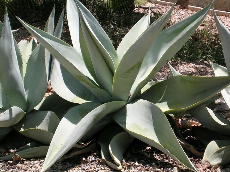 pianta agave