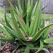 Aloe vera