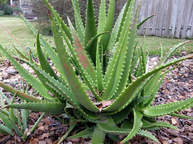 Aloe vera