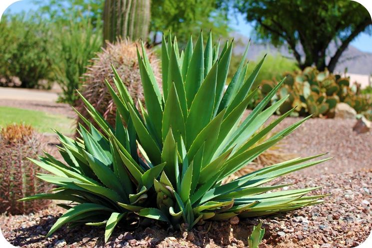 Aloe vera coltivazione